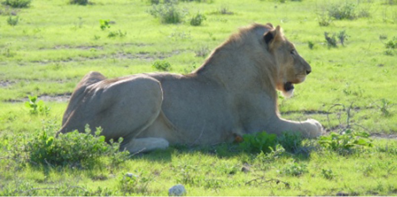 The Lions´ breakfast on Christmas day 2011