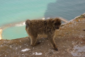 Gibraltar má údajně jedinou kolonii volně žijících opic v Evropě